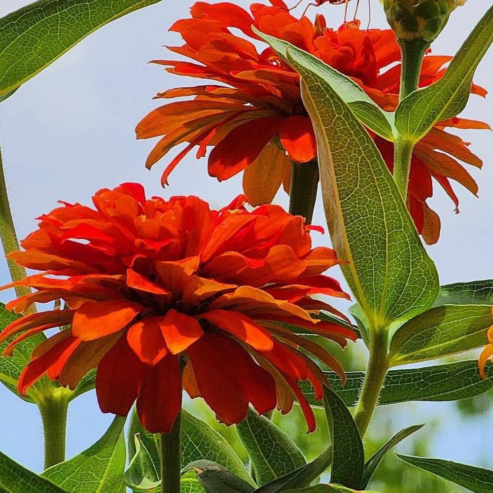 Meet your Posher, Diana